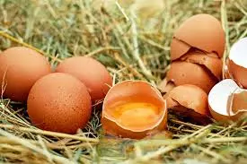 prodaja ekoloških domačih jajc