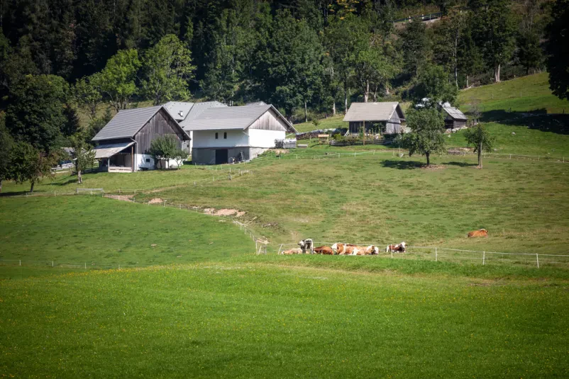 Objekti agrarne skupnosti na planini, kjer se ukvarjajo s pašo goveda.