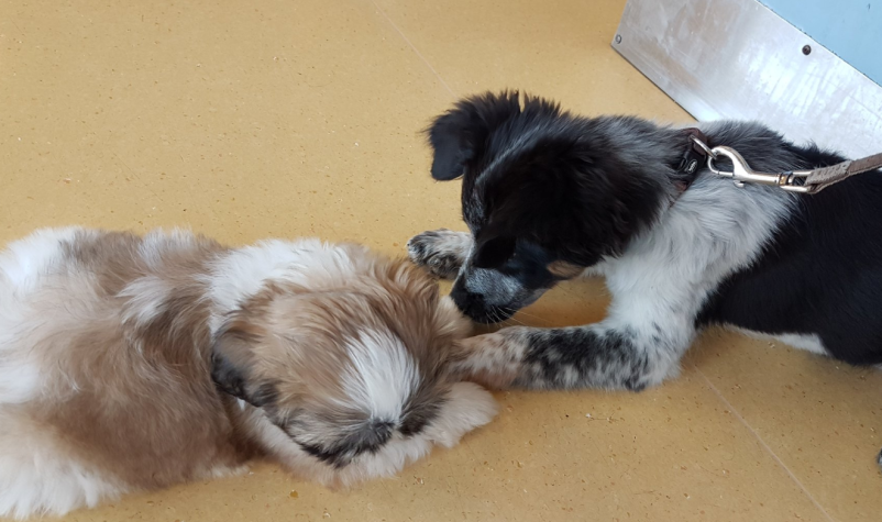 Ambulanta za male živali v Ljubljani