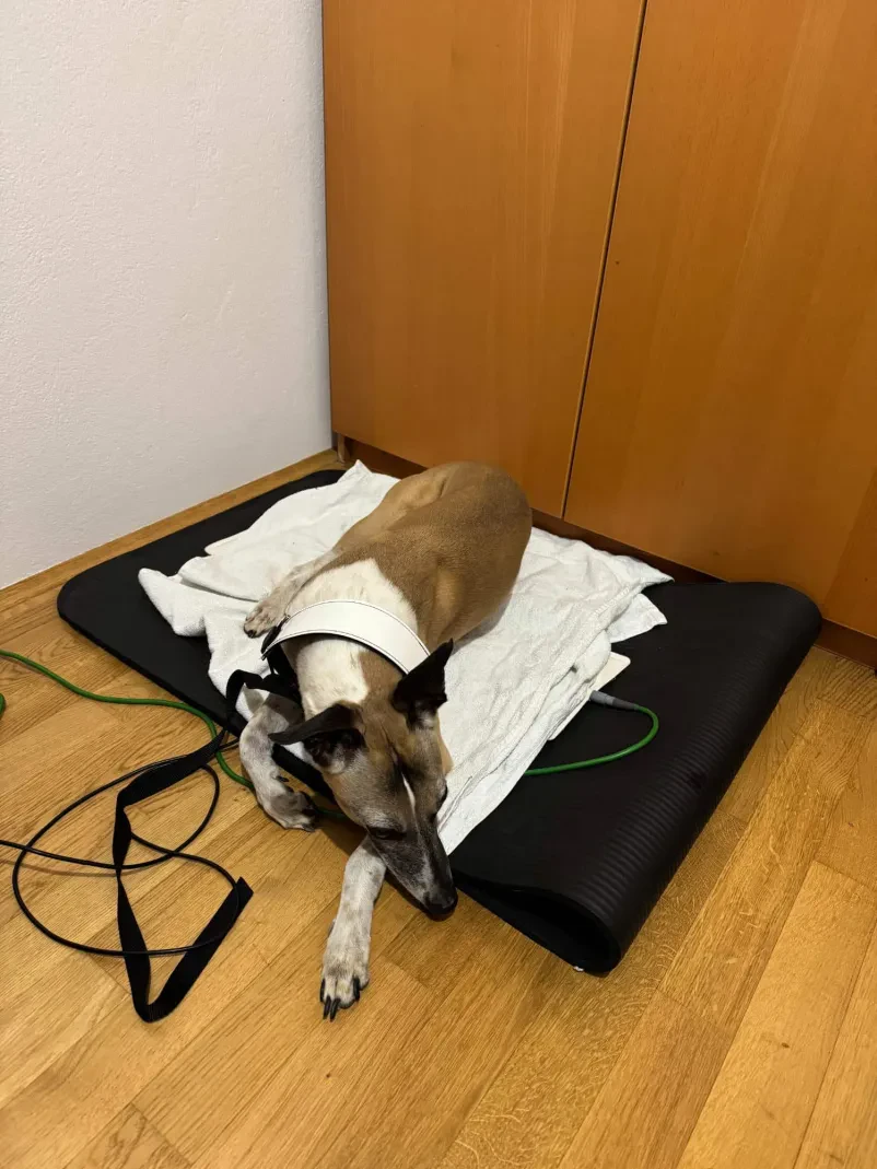 Bioresonanca za hišne ljubljenčke Slovenija