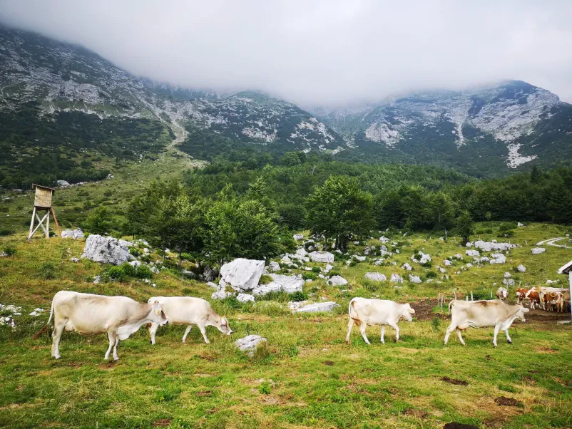 Campingplatz in Tolmin, Goriška