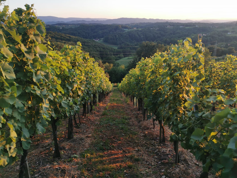 Ugodna degustacija belih in penečih vin Štajerska