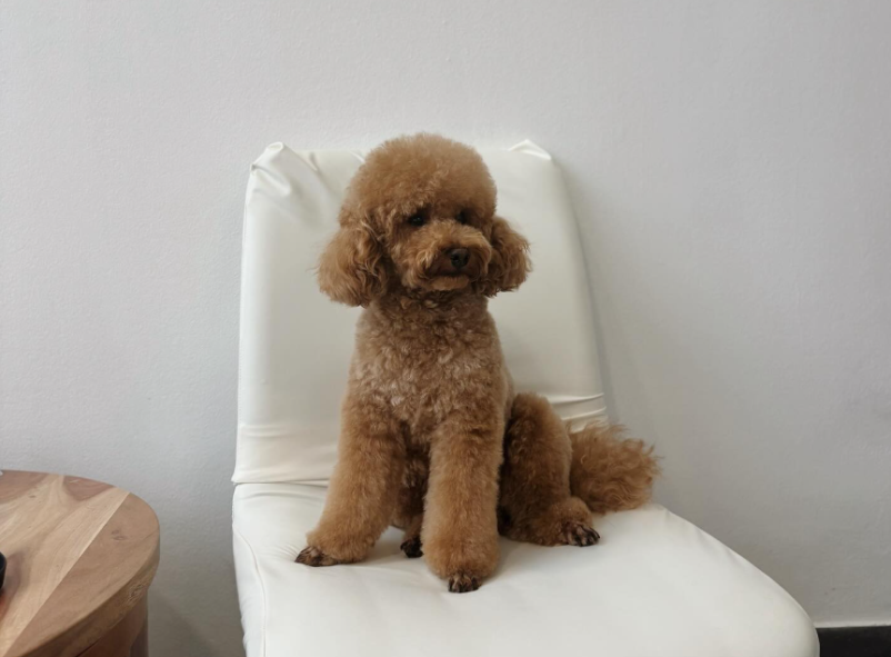 Nega psov Lenart v Slovenskih goricah