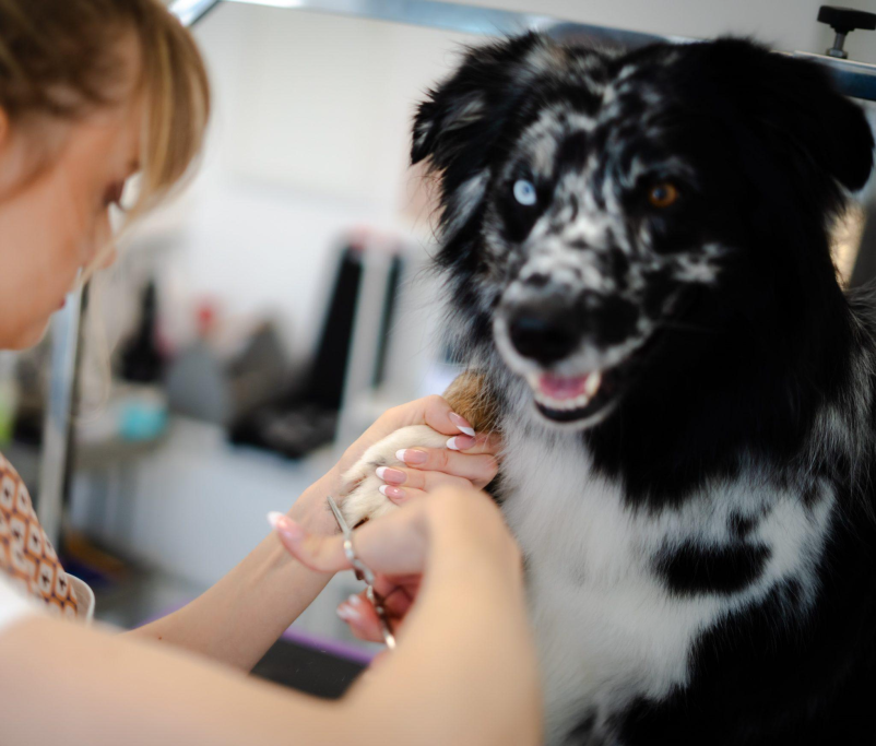 Dober salon za pse Slovenske gorice