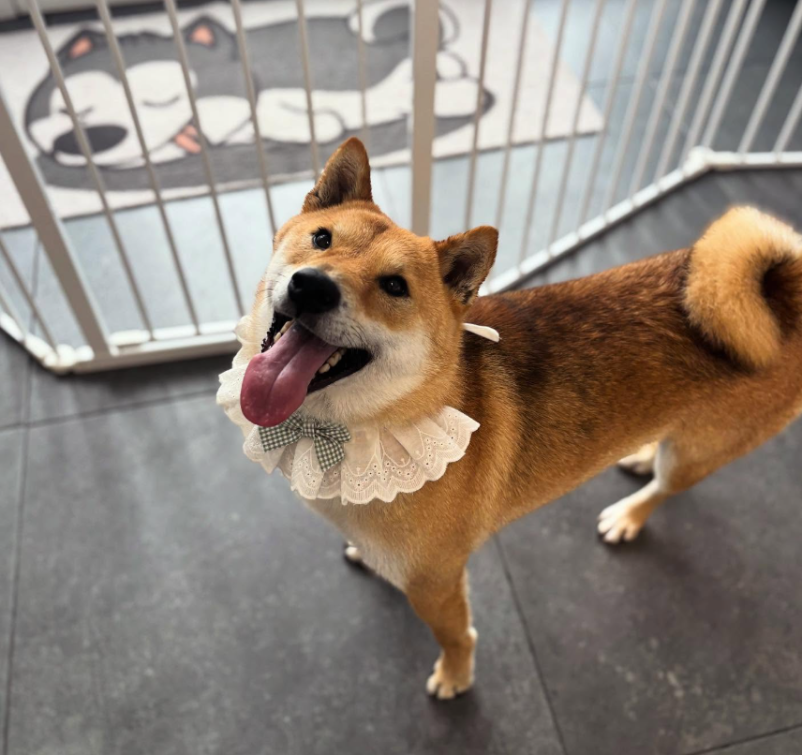 Dober salon za pse Slovenske gorice