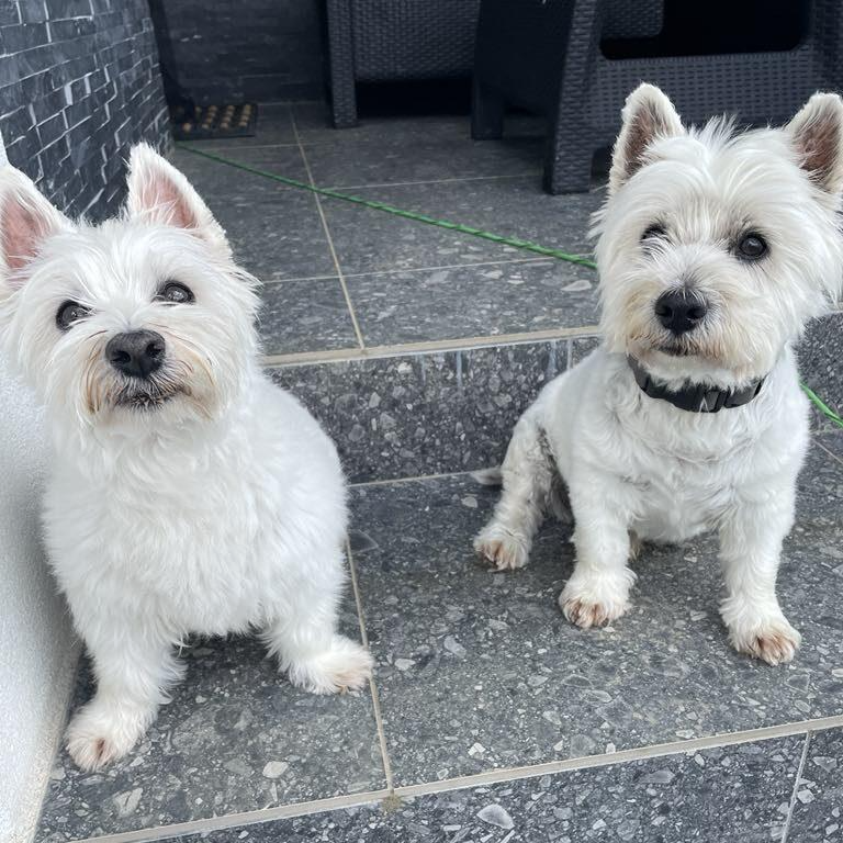 Ugoden pasji salon v Slovenski goricah