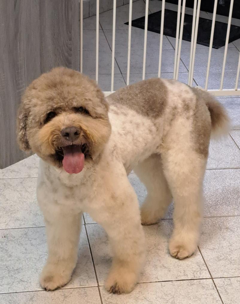 Pasji salon na Obali