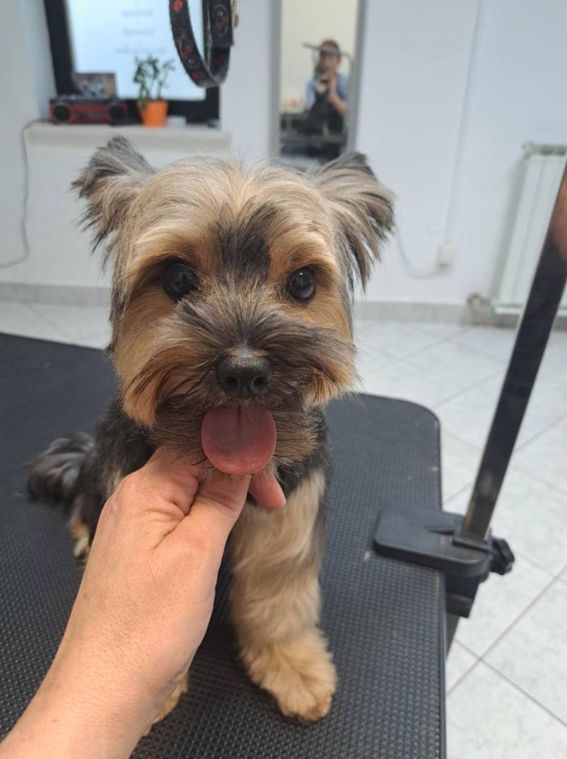 Salon za hišne ljubljenčke Portorož