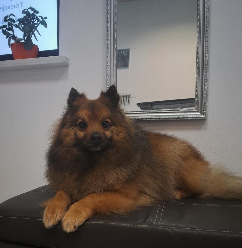 Salon za pse Portorož