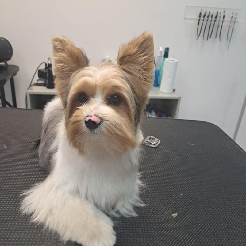 Dober pasji salon v Portorožu