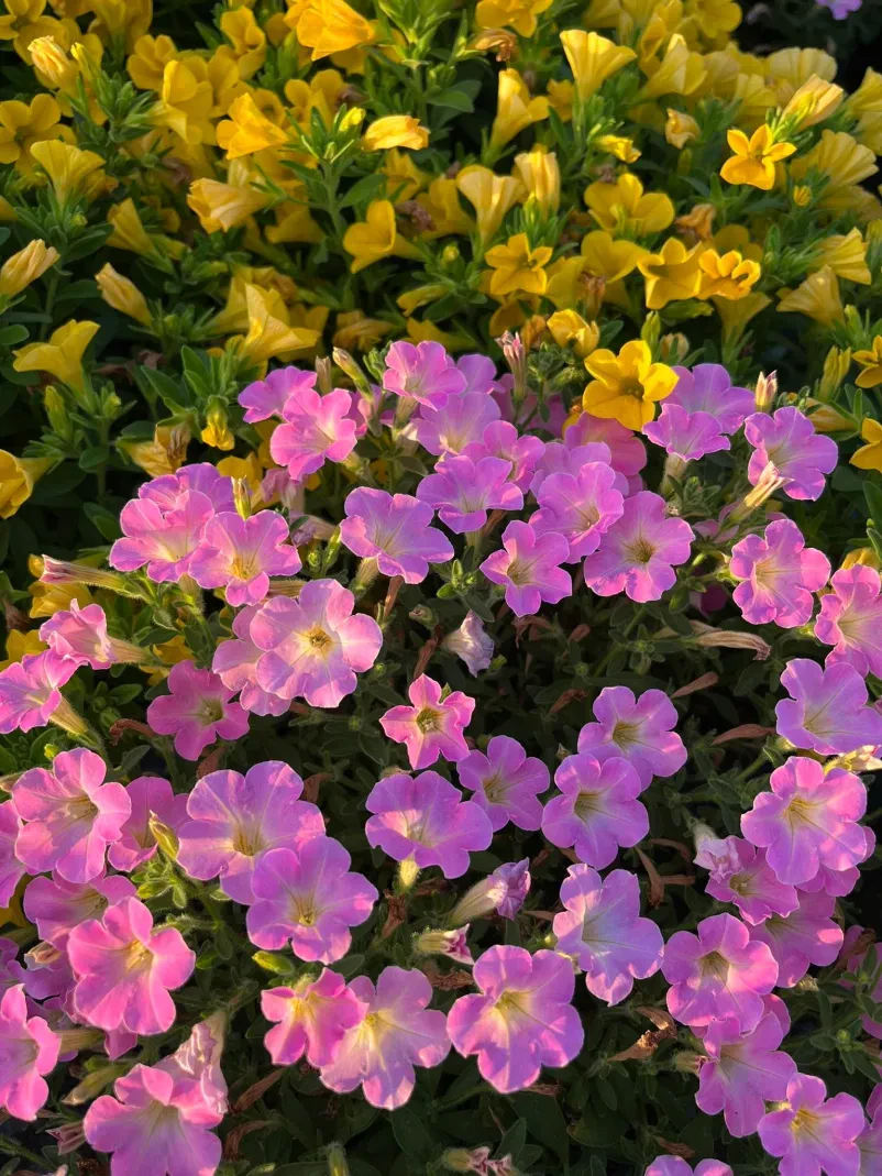 Cvetličarna Florium Hajdina