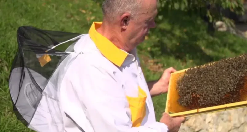 Čebelar v čebelnjaku prikazuje medene satje Od blizu si oglejte čebelarja, ki pregleduje satje, polno marljivih čebel in dragocenega medu.