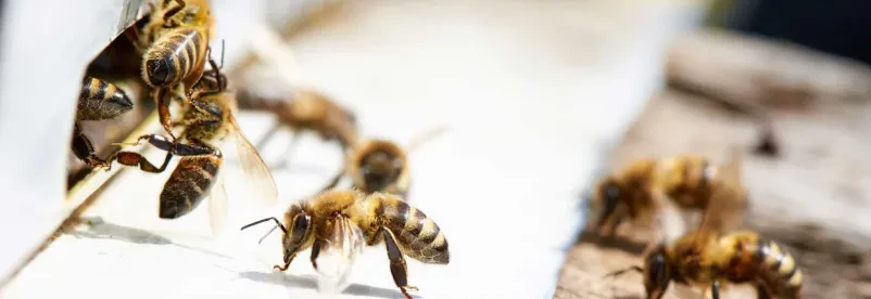 Srečna družina raziskuje čebelnjak na deželi Družina, ki se veseli obiska čebelnjaka v naravnem okolju, uživa ob pogledu na domač med Velenje.