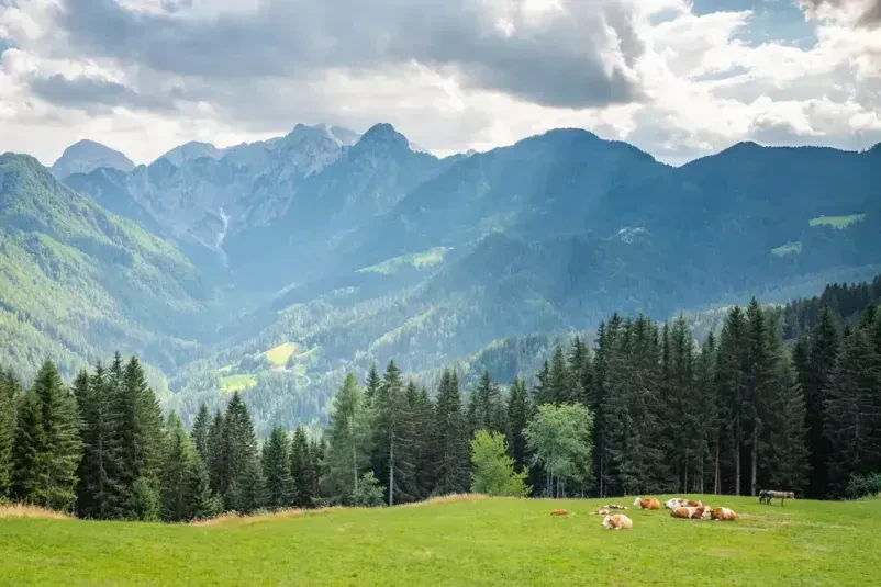 Domače jedi Logarska dolina