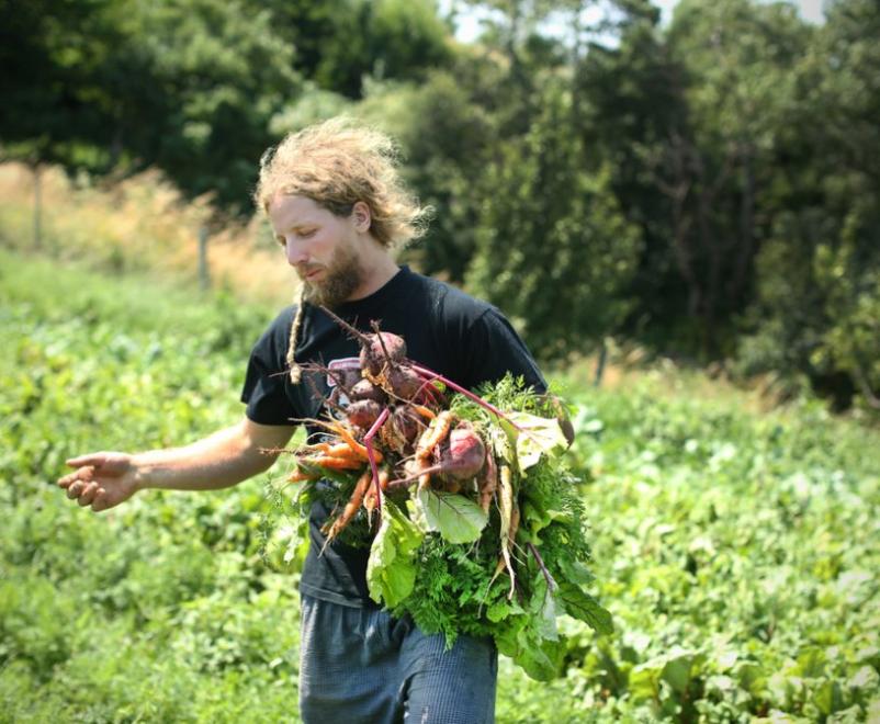 Ekološka zelenjava iz Brkinov