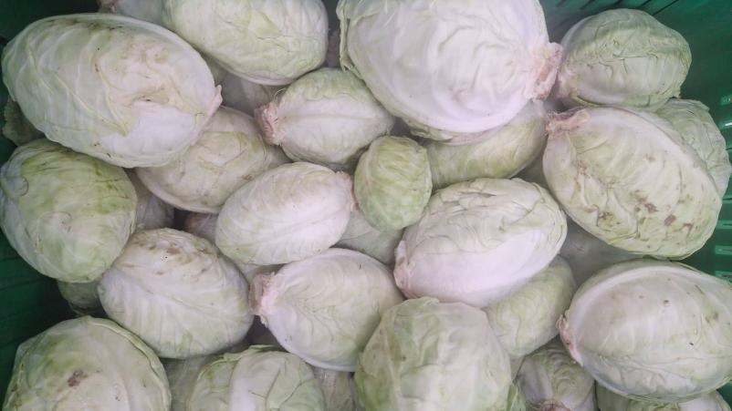 Kmetija z ekološko pridelavo zelenjavo Materija, Primorska