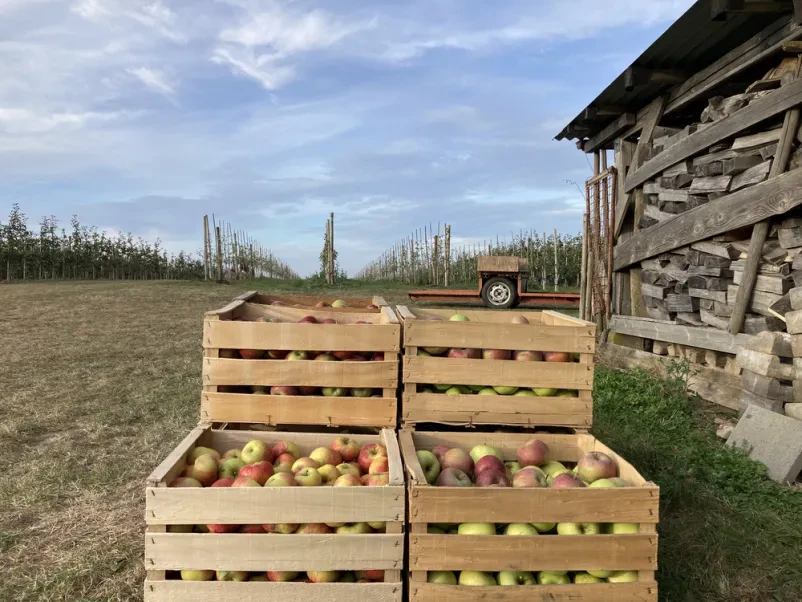 Kvalitetni zaboji in embalaža iz lesa Slovenija, tujina