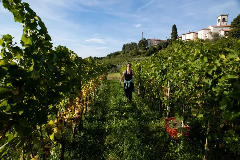 Izlet na kmečki turizem Dobrovo v Brdih