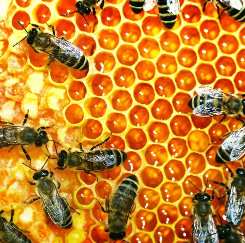 Predavanja in izobraževanja o čebelarstvu Pomurje