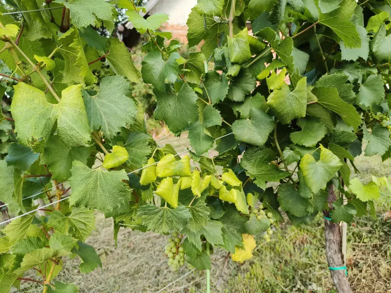 Trta, ki jo obdelujejo člani društva vinogradnikov v Slovenskih Konjicah.