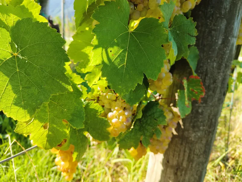 Listi in steblo v vinogradu, ki ga obdelujejo člani vinogradniškega društva v Slovenskih Konjicah.