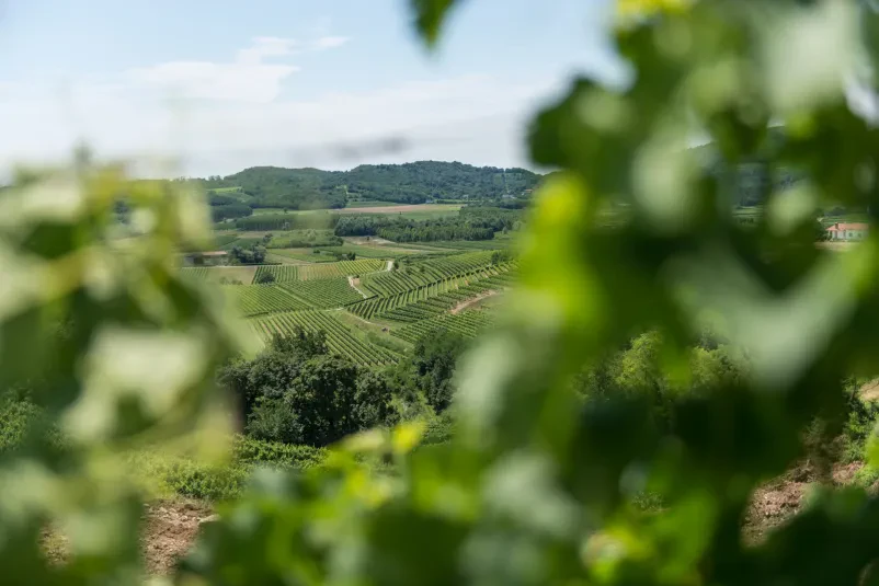 Kmečki turizem in vinogradništvo Goriška Brda
