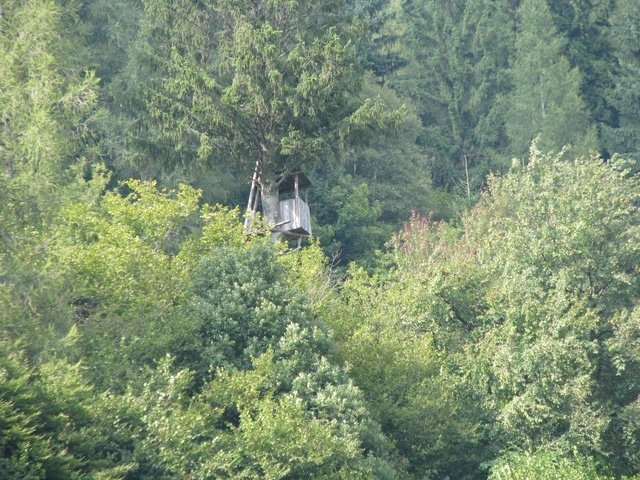 Lov na jelene Slovenija