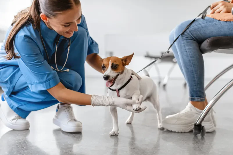 Najboljši veterinarji v Ljubljani
