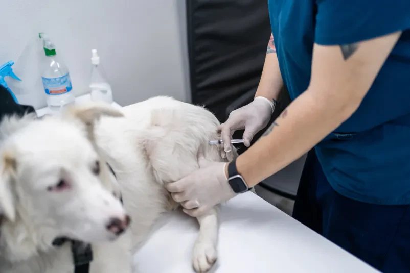 Izkušen veterinar v Ljubljani