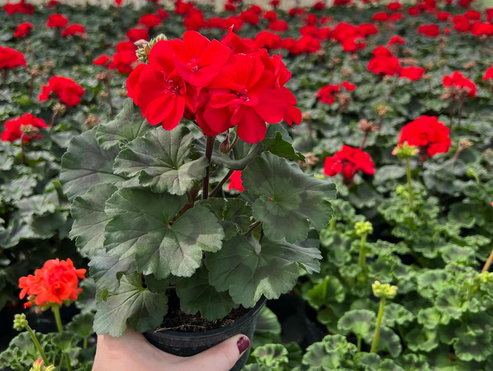 Najlepše pelargonije Slovenija kupuje pri nas