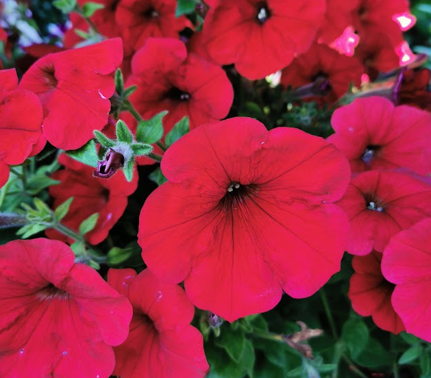 Lepo balkonsko cvetje Slovenija