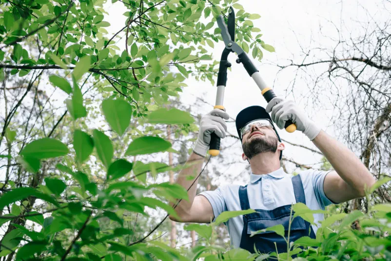 Arboristične storitve in urejanje okolice Gorenjska