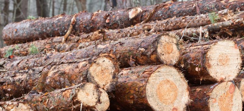 Les za drva Radenci Murska Sobota