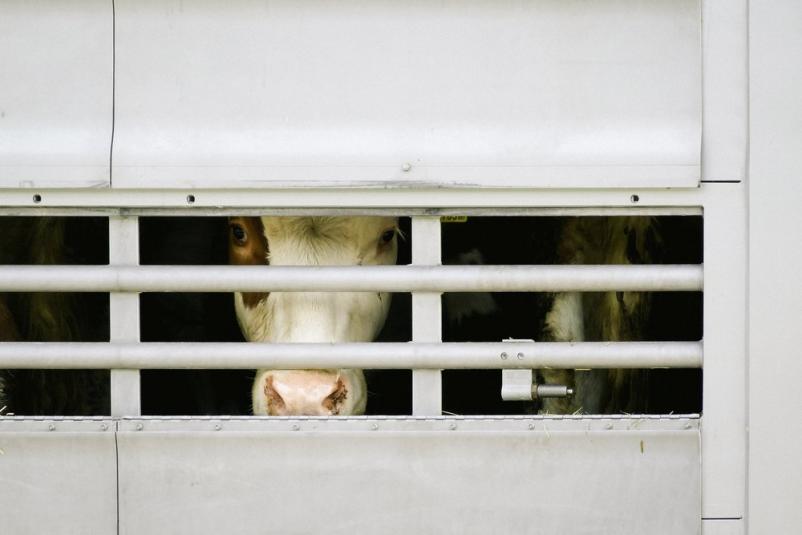 Prodaja živih živali Štajerska