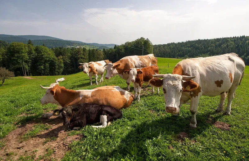 Odkup mleka in živine v Slovenski Bistrici izvajamo v naši zadrugi