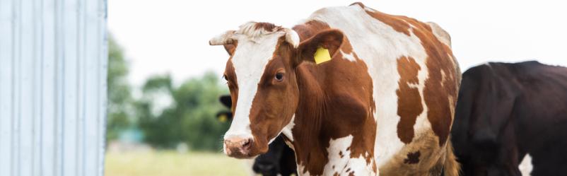 Odkup živine od rejcev Bohinjska Bela