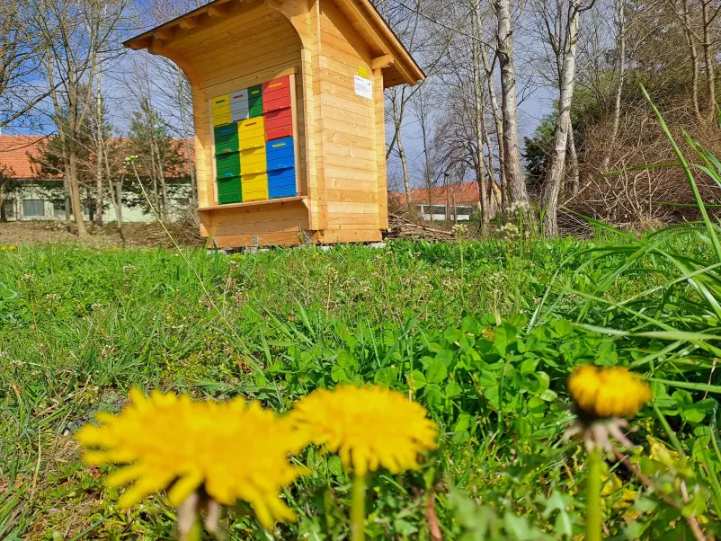 Čebelje satje, polno medu in čebel Učni čebelnjak Rače