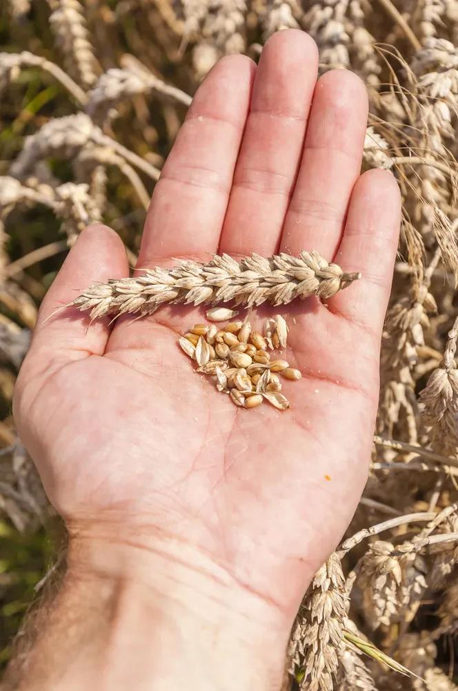 Organic grain production