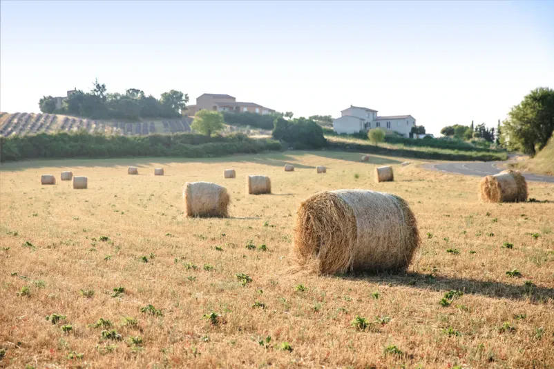 Organic grain production in Kočevje