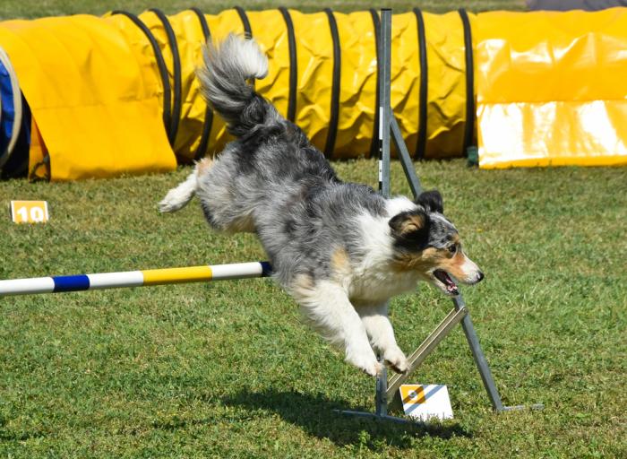 Agility vadba za pse