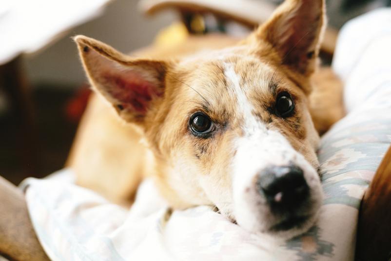 Varstvo hišnih ljubljenčkov za krajše ali daljše obdobje Štajerska