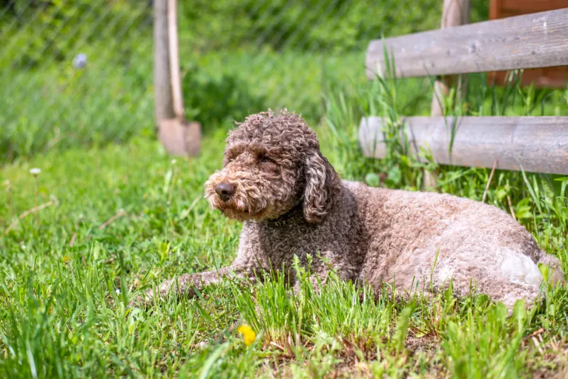 Psi Lagotto Romagnolo
