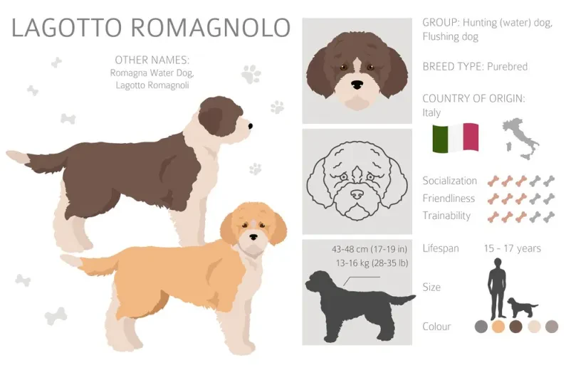 Pasji mladiči Lagotto Romagnolo Murska Sobota, Slovenija