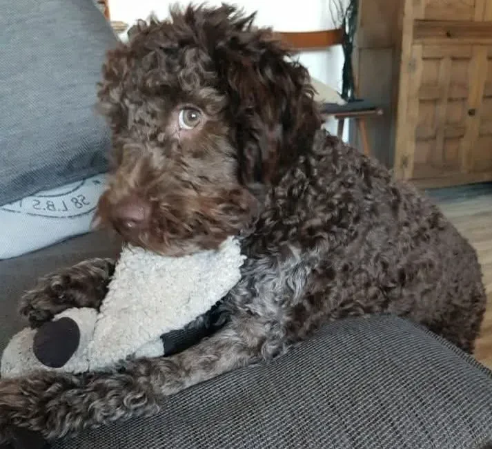 Pasemski psi Lagotto Romagnolo