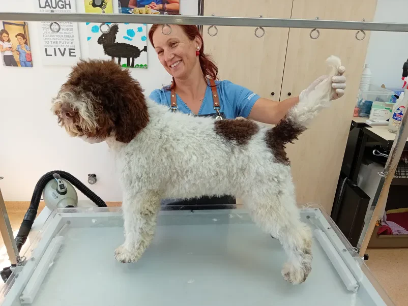 Pasemski psi Lagotto Romagnolo