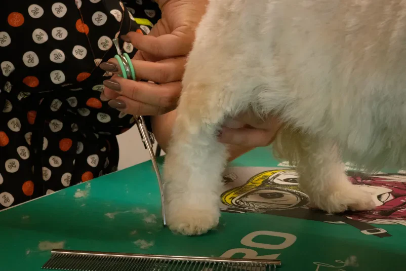 Dober pasji salon Miklavž na Dravskem polju