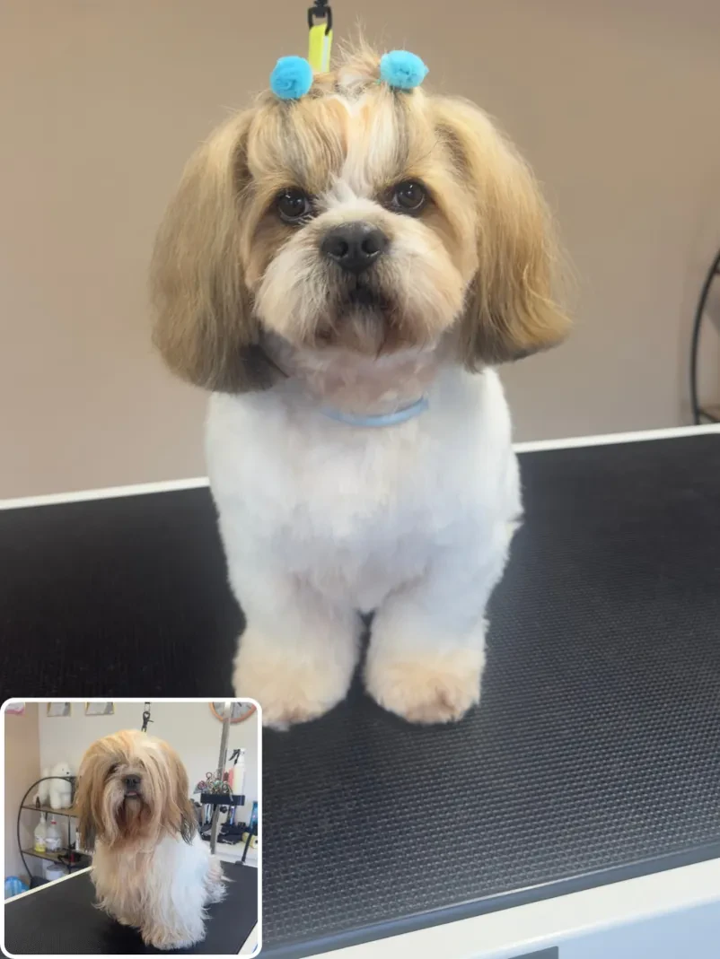 Pasji salon, nega in striženje psov Miklavž na Dravskem polju