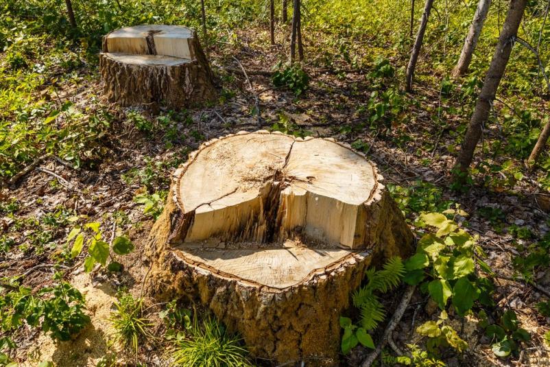 Ugoden posek in spravilo lesa Gorenjska