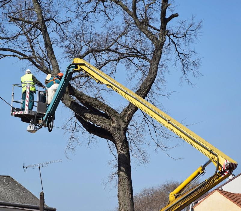 Ugodno spravilo drevja Posavje