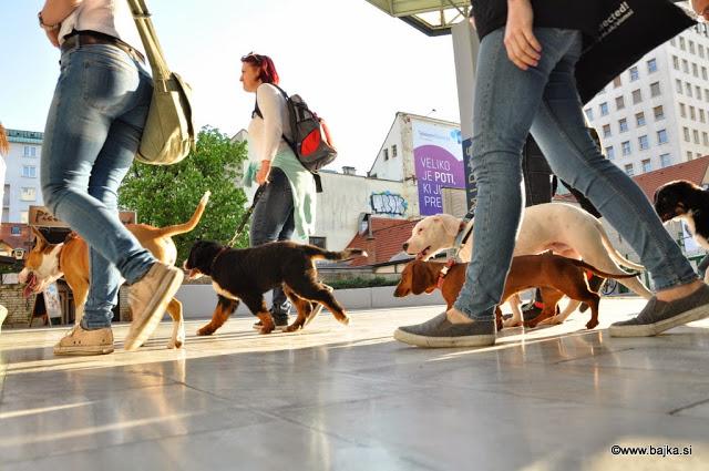 Vzgoja in prevzgoja psov Osrednja Slovenija